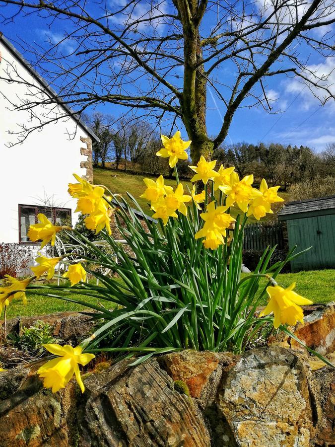 Neuadd Wen Guest House 카마던 외부 사진